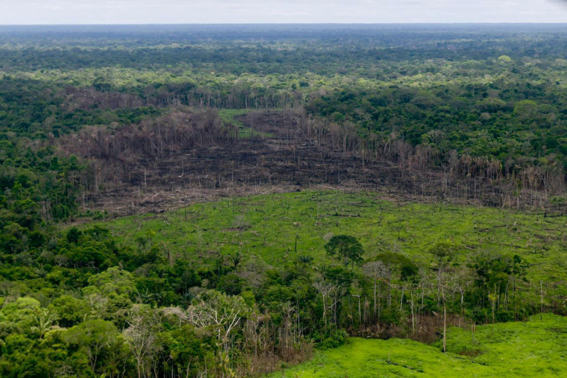Caída de la deforestación en Colombia. Foto: REUTERS.