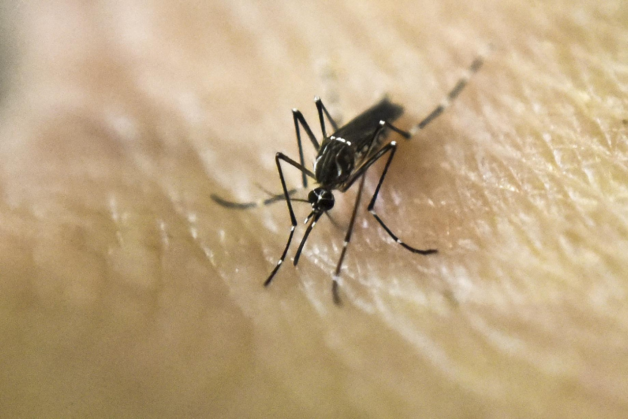 Aedes aegypti, transmite el dengue y la fiebre chikungunya. Foto: NA.