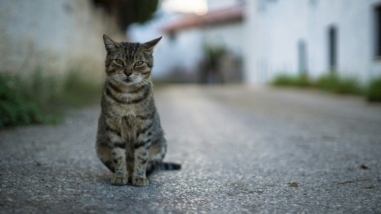Gato callejero. Foto: Unsplash.